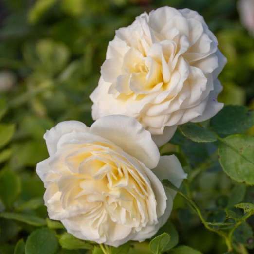 Strauchrose<br>Friedenslicht