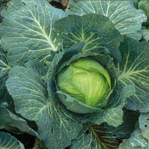Weißkohl<br>Diodor