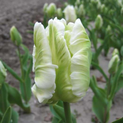 Papagei-Tulpe<br>White Rebel