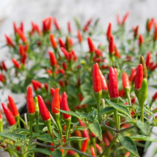 Wildchili<br>Pflanze