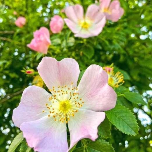 Hundsrose/Hagebutte<br>Rosa canina
