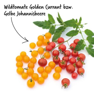 Wildtomate<br>Golden Currant<br>Pflanze