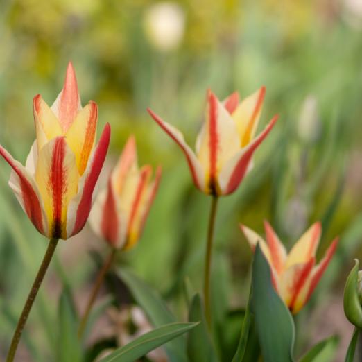Wildtulpe<br>Tinka