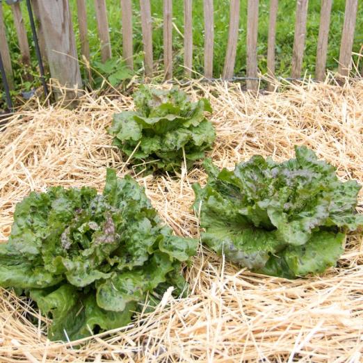Winterkopfsalat<br>Trémont<br>Pflanze