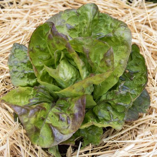 Winterkopfsalat<br>Brauner Winter<br>Pflanze
