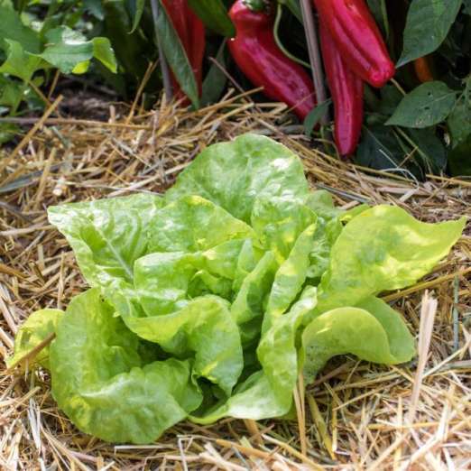 Buttersalat<br>Grüner Winterschnittsalat