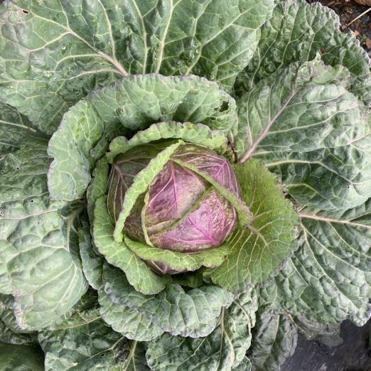 Wirsingkohl<br>Violaceo di Verona/Moretta Sanzeno
