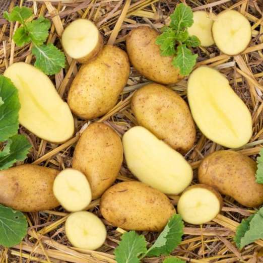Spunta<br>Pflanzkartoffeln, bio