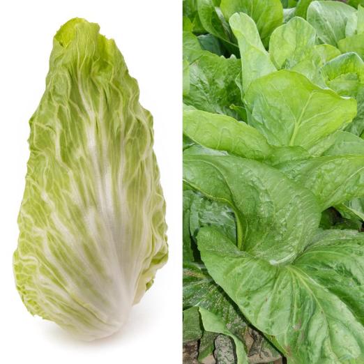 Zichoriensalat<br>Zuckerhut