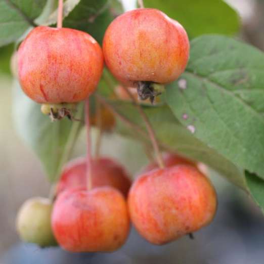 Zierapfel<br>Evereste