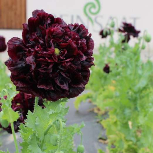 Ziermohn<br>Black Peony