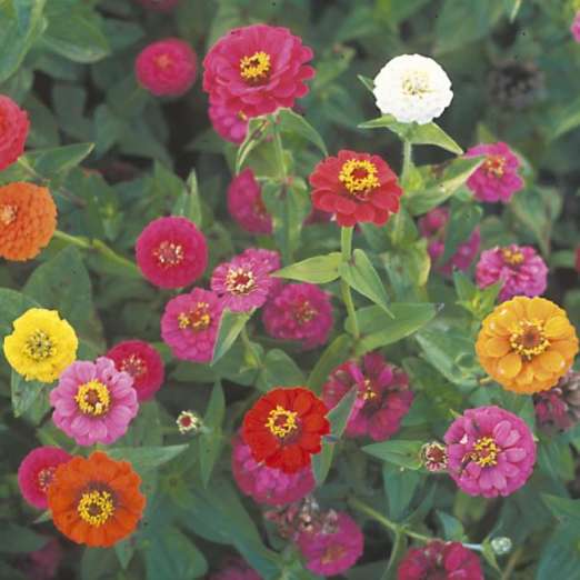 kleinblütige Zinnie<br>Sunbow Mix