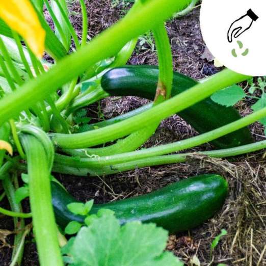 Zucchini<br>Black Beauty GREEN MUNDO