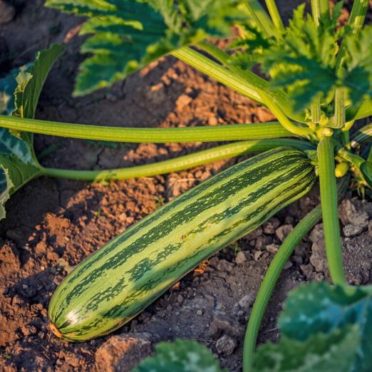 Zucchini<br>Cocozelle von Tripolis<br>Pflanze