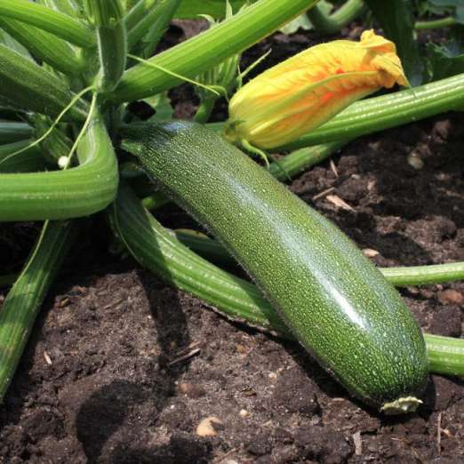 Zucchini<br>Zarte Grüne