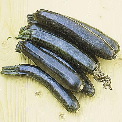 Zucchini<br>Black Beauty