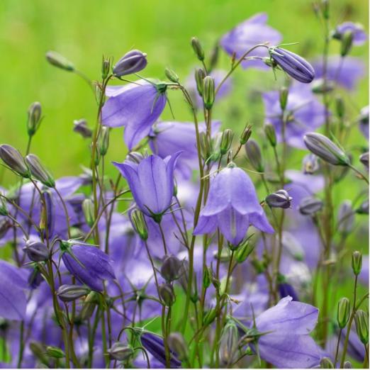 Zwerg-Glockenblume<br>Pflanze