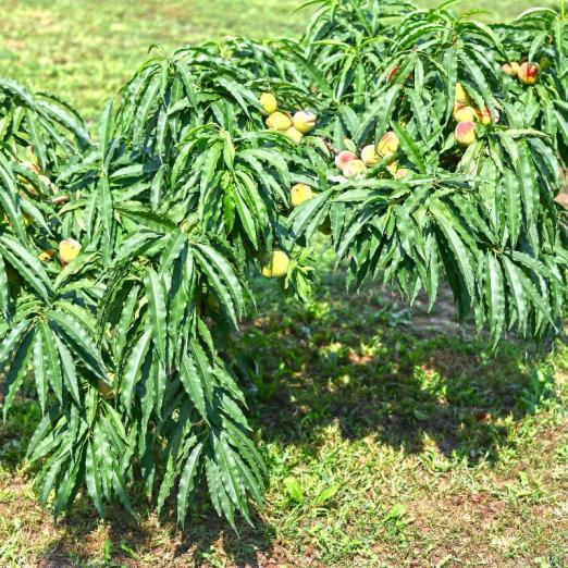 Zwergpfirsich Bonanza