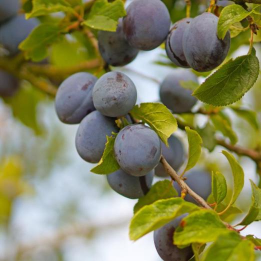 Säulenzwetschge<br> 'Liane'