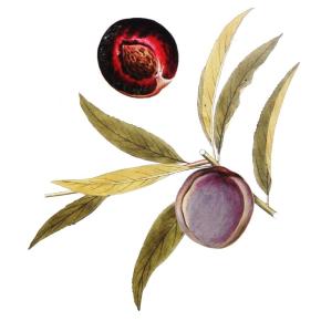 Roter Weinbergpfirsich