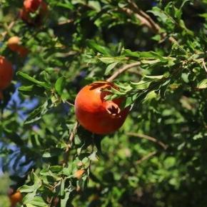 Granatapfel Wonderful