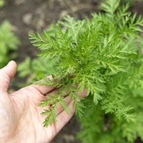 Einjähriger Beifuß Pflanze