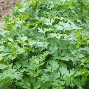 Glatte Petersilie Einfache Schnitt Pflanze