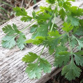 Koriander Calypso Pflanze