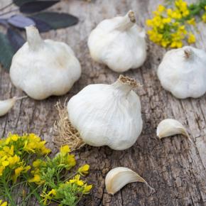 Knoblauch Vallelado Herbstpflanzung