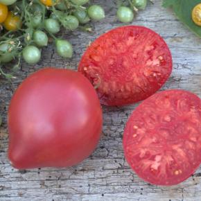 Fleischtomate Ochsenherz Pflanze