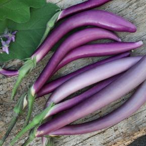 Aubergine Pink Lady Pflanze