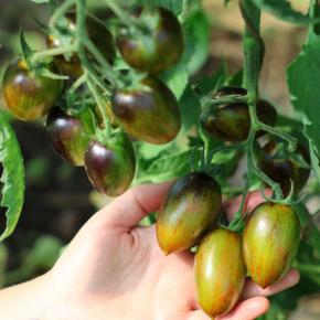 Pflaumentomate Brad's Atomic Grape Pflanze