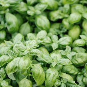 Genoveser Basilikum Pflanze