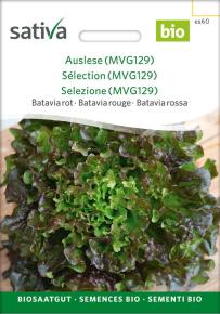 Bataviasalat Auslese (MVG129)