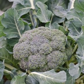 Broccoli Calinaro Pflanze