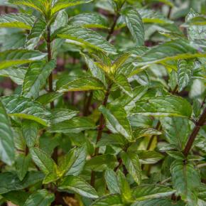 Schoko-Minze Pflanze