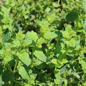 Erdbeer-Minze Pflanze