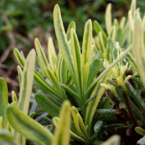 Lavendel Cream & Green Pflanze