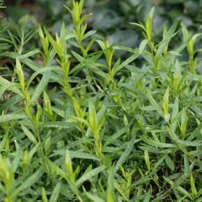 Französischer Estragon Pflanze