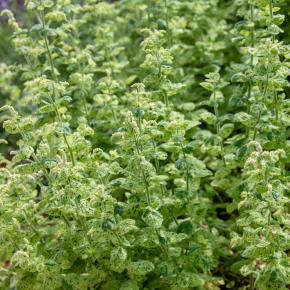 Rokoko-Minze Pflanze