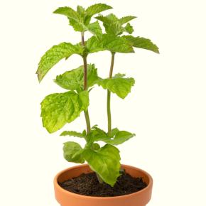 Grapefruit-Minze Pflanze