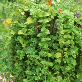 Hängeminze Indian Mint Pflanze