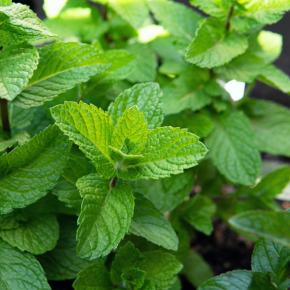 Cocktail-Minze Pflanze