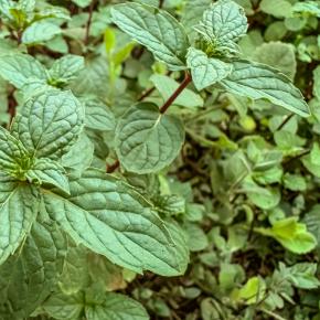 Japanische Heilminze Pflanze