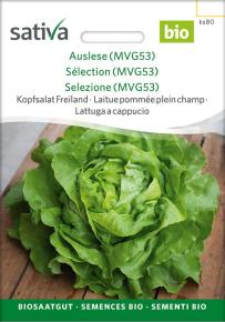 Kopfsalat Auslese (MVG53)
