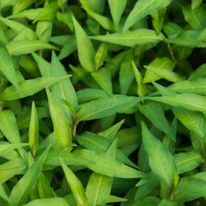 Vietnamesischer Koriander Pflanze