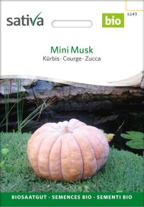 Kürbis Mini Musk