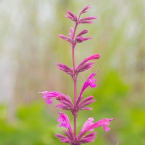 Limonadenpflanze  Pflanze