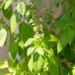 Limonen-Basilikum Pflanze