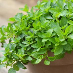 Stauden Majoran Pflanze